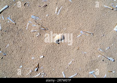 Coquilles de rasoir, Ensis magnus de Common Razor Clam une bivalve de Pharisie et une seule coquille de buccin sur la plage de sable à Holkham, Norfolk Banque D'Images