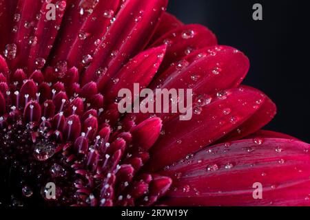Gros plan sur la fleur rouge Banque D'Images
