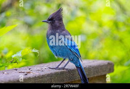 Gros plan d'un geai Stellar dans le parc Stanley, Vancouver (Colombie-Britannique), Canada, le 31 mai 2023 Banque D'Images
