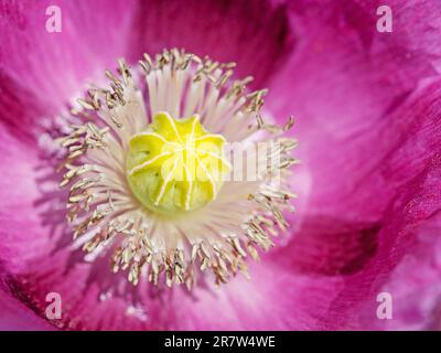 Pavot à opium à fleurs, Papaver somniferum, gros plan Banque D'Images