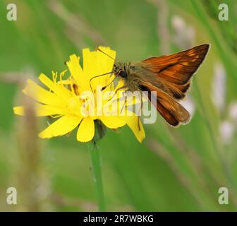 Un grand papillon de Skipper (Ochlodes sylvanus) sur une tête de pissenlit dans une prairie de fleurs dans le Cotswold Hills Gloucestershire Royaume-Uni Banque D'Images