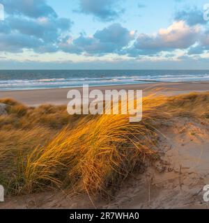 Vent soufflant à travers l'herbe des dunes de sable avec un mouvement de flou au coucher du soleil par la plage de la mer du Nord d'Ostende, Flandre Occidentale, Belgique. Banque D'Images