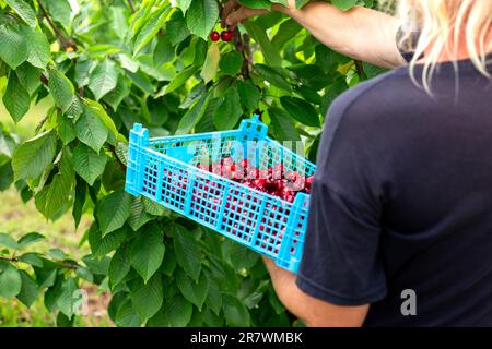 Le fermier cueille une cerise rouge mûre d'un arbre et la récolte dans une boîte. récolte à la ferme. Banque D'Images