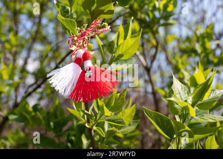 Martenitsa, Baba Marta, Martinor sur arbre de feuilles vertes. Symbole traditionnel du 1 mars de vacances. Fête de la grand-mère Marta en Roumanie Banque D'Images