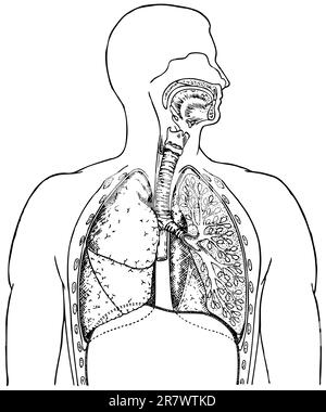 Système respiratoire humain sur fond blanc Illustration de Vecteur