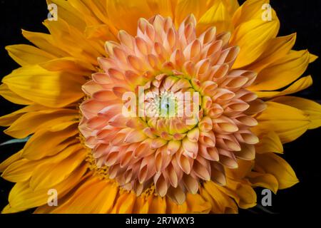 Dahlia sur tournesol Banque D'Images