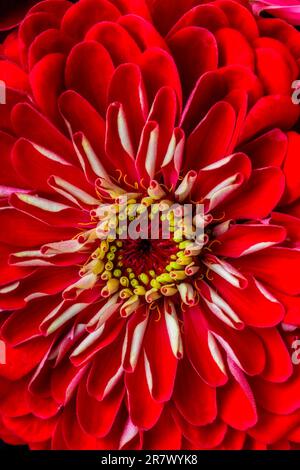 Zinnia rouge Banque D'Images