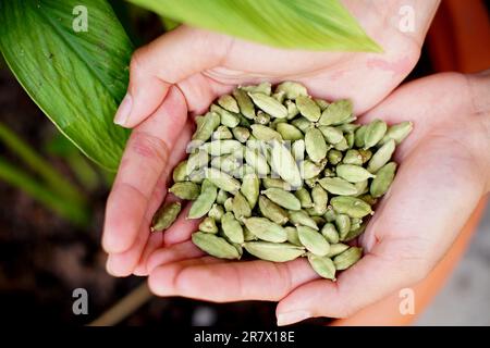 Gousses de cardamome guatémaltèques de haute qualité Banque D'Images