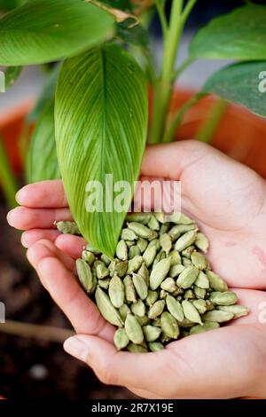 Gousses de cardamome guatémaltèques de haute qualité Banque D'Images