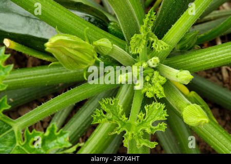 En regardant vers le bas sur la couronne de croissance de l'usine de Zucchini. Les boutons de fleurs mâles et femelles sont tous deux visibles avec la formation de nouvelles feuilles. Banque D'Images