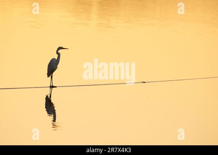Solitary Great Egret, Ardea alba, semi-silhoueted contre l'eau calme colorée par le soleil couchant. Emplacement, Horseshoe Billabong, Merbein, Victoria, Banque D'Images