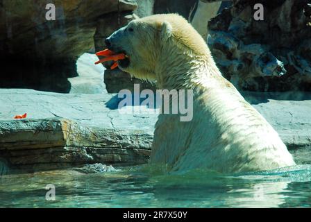Un ours polaire attrape une bouchée de carottes pour une collation dans sa bouche dans un zoo Banque D'Images