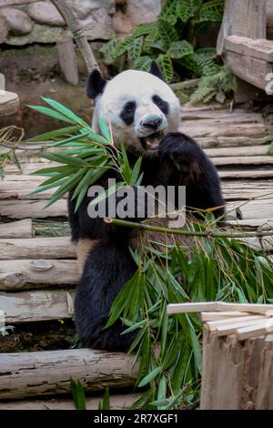 Ours Panda mangeant du bambou au zoo de Chiang Mai, Thaïlande. Banque D'Images