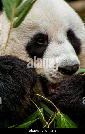 Ours Panda mangeant du bambou au zoo de Chiang Mai, Thaïlande. Banque D'Images