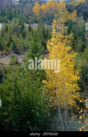 Vue panoramique sur le bouleau en automne Banque D'Images