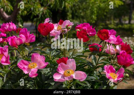 'Scarlett O'Hara' jardin commun, Luktpion la pivoine (Paeonia officinalis x Paeonia lactiflora) Banque D'Images