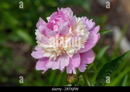 'Sorbet' jardin commun, Luktpion la pivoine (Paeonia lactiflora) Banque D'Images