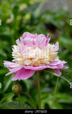 'Sorbet' jardin commun, Luktpion la pivoine (Paeonia lactiflora) Banque D'Images