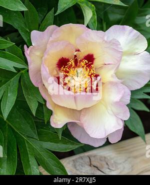 Pivoine Itoh, itoh-pion (hybride Paeonia itoh) Banque D'Images