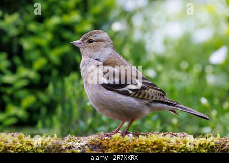 Chaffinch commun [ Fringilla coelebs ] oiseau femelle sur le mur de jardin de mousse Banque D'Images