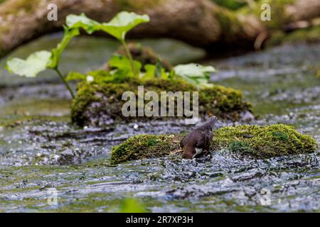 Balancier [ Cinclus cinclus ] oiseau adulte avec tête sous l'alimentation en eau Banque D'Images