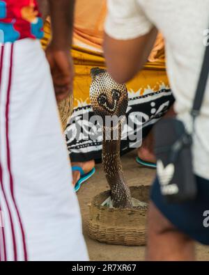 Roi kobra enchanté par un charmeur de serpent dans un espace public. Banque D'Images