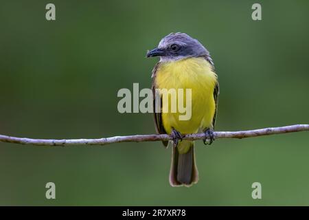 Magnifique oiseau assis sur une branche gros plan Banque D'Images