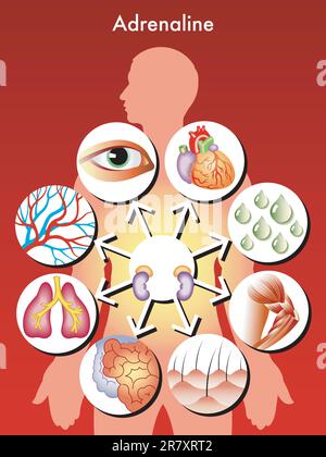 illustration symbolique médicale des effets de l'adrénaline dans le corps humain Illustration de Vecteur