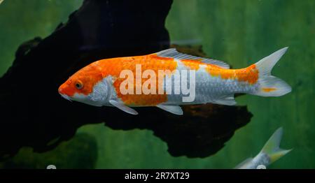 Poissons carpe koï nageant dans un aquarium d'eau douce dans le parc Dharmapala, Galle. Banque D'Images