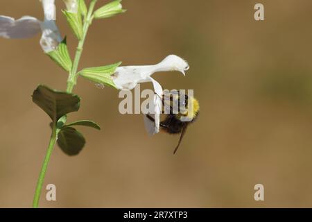 Bumblebee précoce (Bombus pratorum), famille des Apidae sur des fleurs blanches de Salvia greggii, famille des Lamiaceae. Juin. Jardin hollandais. Banque D'Images