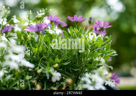 Belles fleurs de pâquerettes mauves américaines et fleurs de lobélie blanches. balcon. Grands arbres flous en arrière-plan Banque D'Images