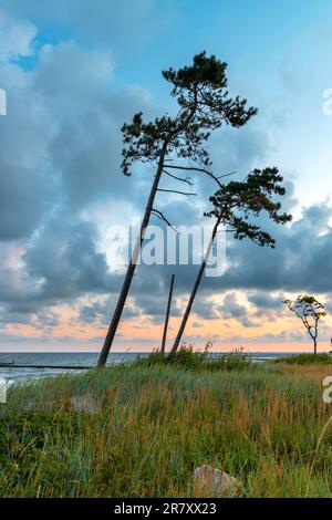 Deux beaux pins sur les dunes de la mer Baltique au lever du soleil. Belle Pologne, Darłowo. Banque D'Images