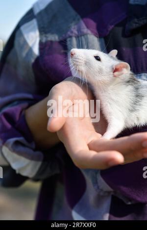 pet rat dans les mains de la jeune femme à l'extérieur. le concept de protection des animaux Banque D'Images