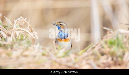 Blanc tacheté de bleu et d'éthroat Luscinia svecica cyanula assis sur une journée glaciale sur un sol givré, la meilleure photo. Banque D'Images