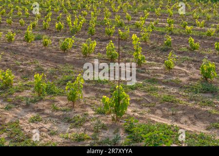 Un nouveau vignoble juste après avoir planté les boutures de vigne avec les premières feuilles vertes dans la campagne toscane, en Italie Banque D'Images
