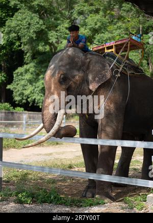 Éléphant avec mahout. pépinière d'éléphants où les éléphants font des touristes pour de l'argent. Excursion à dos d'éléphant en Thaïlande. image verticale Banque D'Images