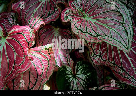 Feuilles de Caladium bicolor variégées dans le jardin Banque D'Images