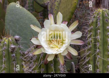 San Pedro Cactus fleurit au jardin Arizona Cactus de Stanford, en Californie. Banque D'Images