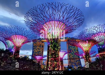 SuperTrees illuminé en couleurs au crépuscule dans Gardens by the Bay, Singapour, le célèbre Marina Bay Sands Hotel dans l'arrière-plan ; Marina Bay, Singapour Banque D'Images