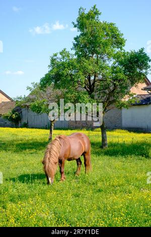 petit brun doré châtaigne châtaignier cheval coloré pâturage dans le champ rural l'été fin après-midi zala comté hongrie Banque D'Images