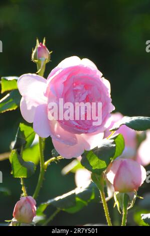 Rose anglais, rosee, blanc, David Austin, raindrop, Jardin de roses à Oberderdingen Banque D'Images
