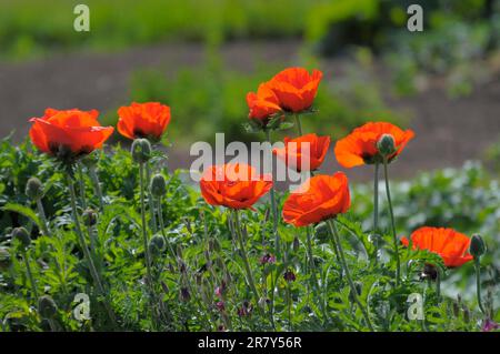 Coquelicot turc coquelicot oriental (Papaver orientale), coquelicot oriental, coquelicot vivace, roseraie de coquelicot rouge à Oberderdingen Banque D'Images