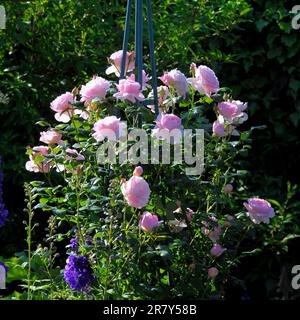 Rose anglaise, rosier, blanc, David Austin, Rose Garden à Oberderdingen Banque D'Images