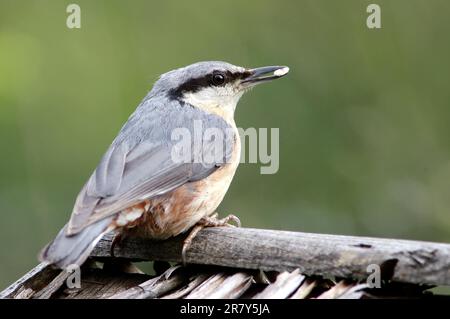 Nuthatch à la maison d'oiseaux Banque D'Images