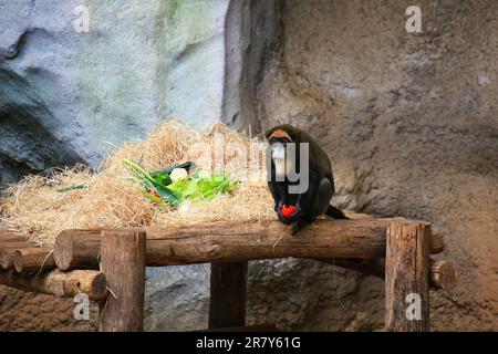 Les singes de Brazzas (Cercopithecus negectus) se sont interrompus au cours de leur repas, et ont l'air déçus. Banque D'Images