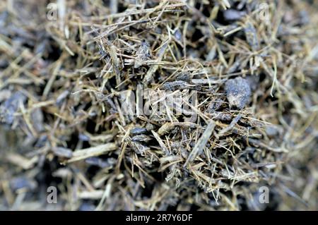 Réglisse écrasée et pelée, Licorice Glycyrrhiza glabra, une plante à fleurs de la famille des haricots Fabaceae, Une boisson populaire dans le mois du Ramadan Erksos Erqs Banque D'Images