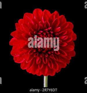 Jardin rouge vivd en forme de boule dahlia sur un fond sombre. Banque D'Images