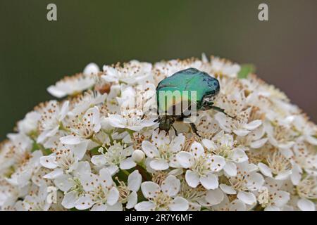 Le coléoptère du chafeur de roses se nourrissant de fleurs dans un jardin de la forêt de Dean Gloucestershire Banque D'Images