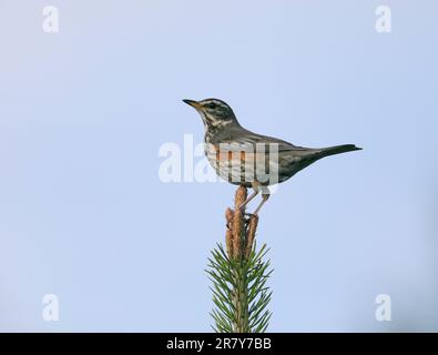 Redwing, Turdus iliacus, debout au sommet de Pine Banque D'Images