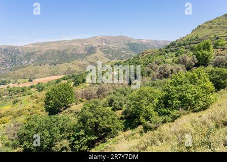 Oliviers sur la colline, près de la vieille route de Réthymnon. En toi, au milieu d'une petite chapelle, à l'arrière, des montagnes du nord et de l'agriculture Banque D'Images